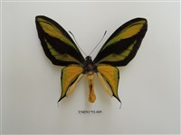 藏品(極樂天堂鳥翼蝶)的圖片